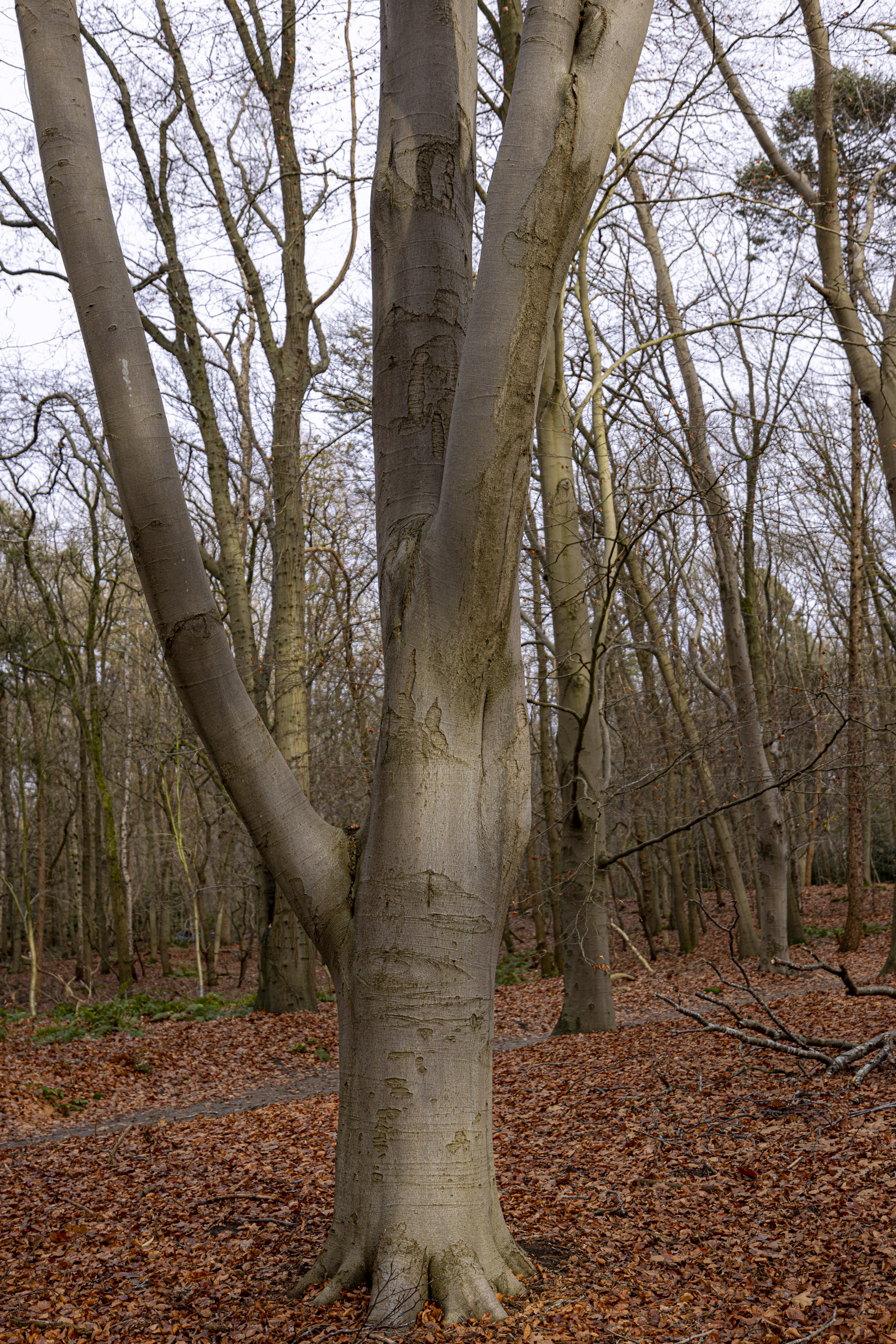 20241206131309 R5D 7773