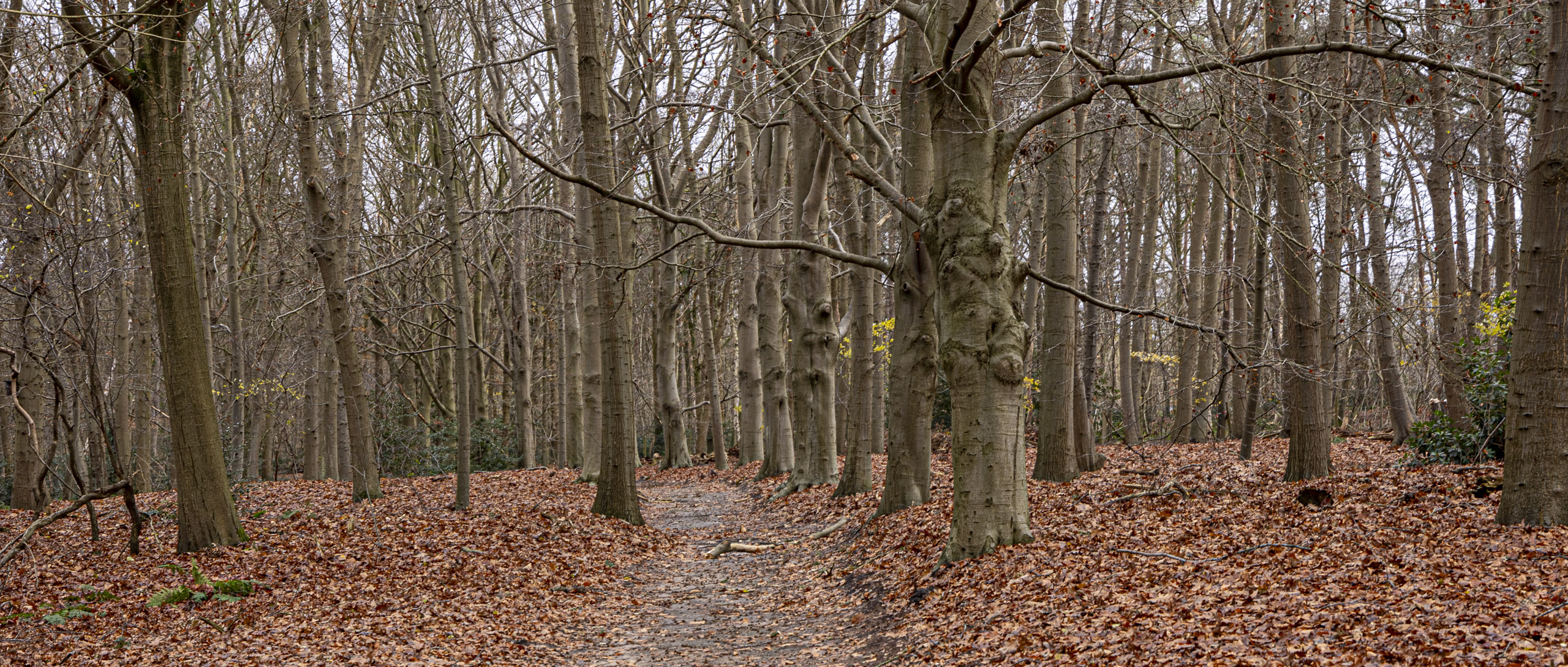 20241206131414 R5D 7780