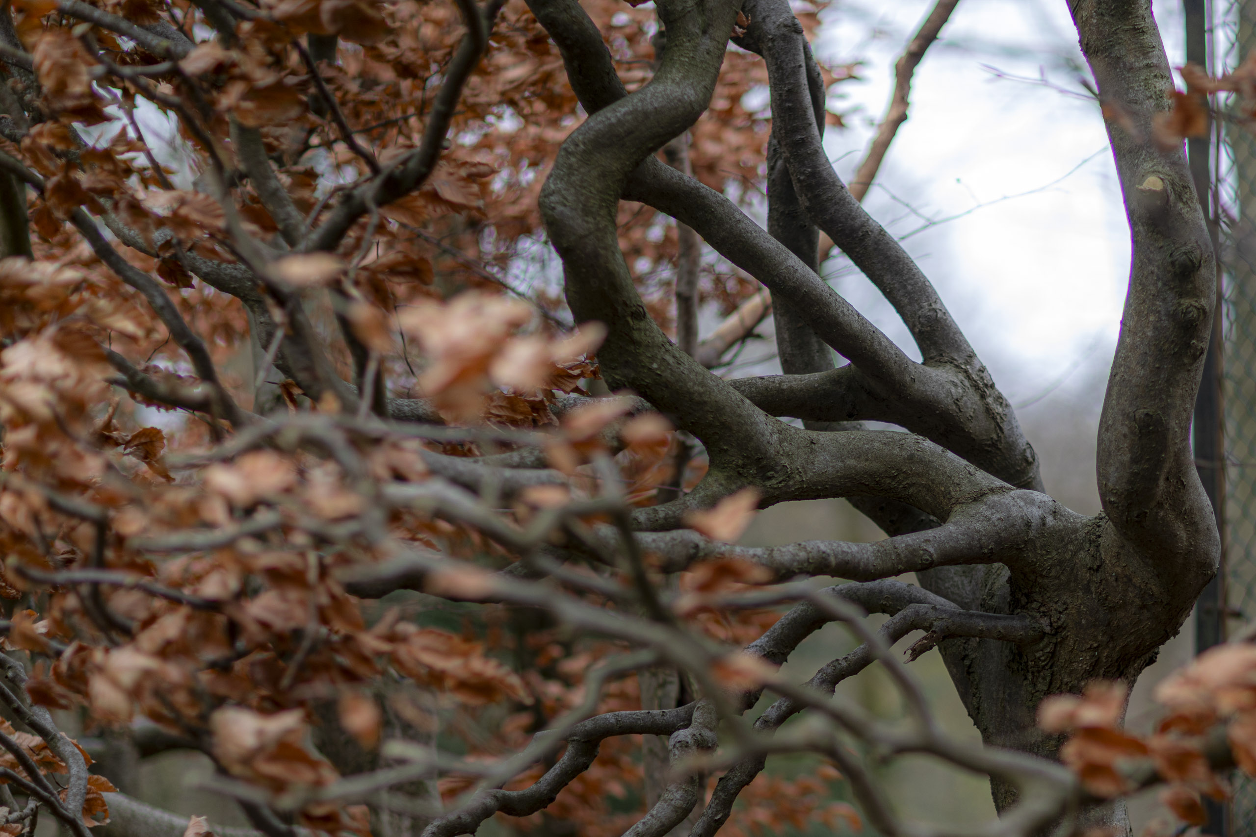 20241206132101 RD4 5737