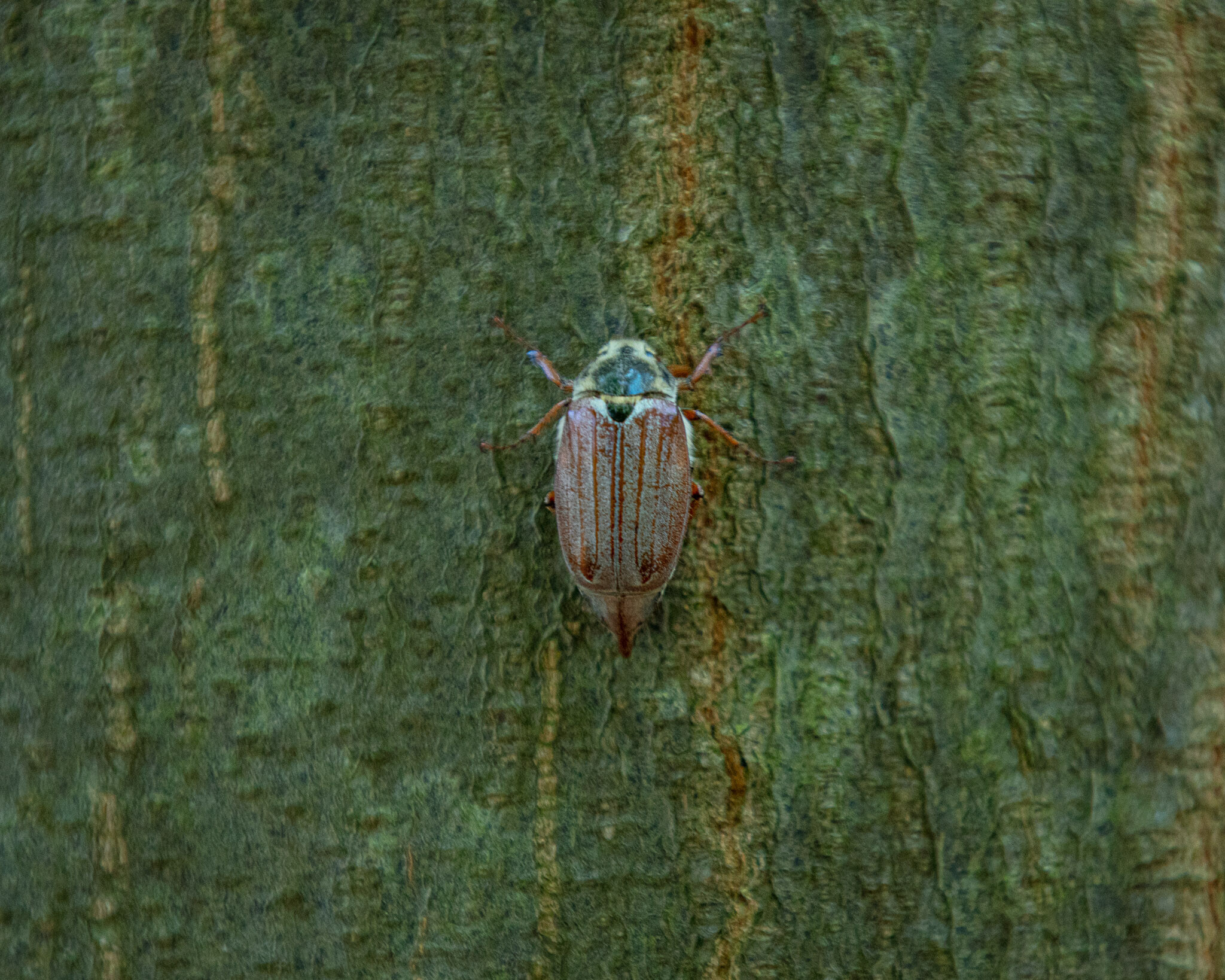 20230602170230 011049