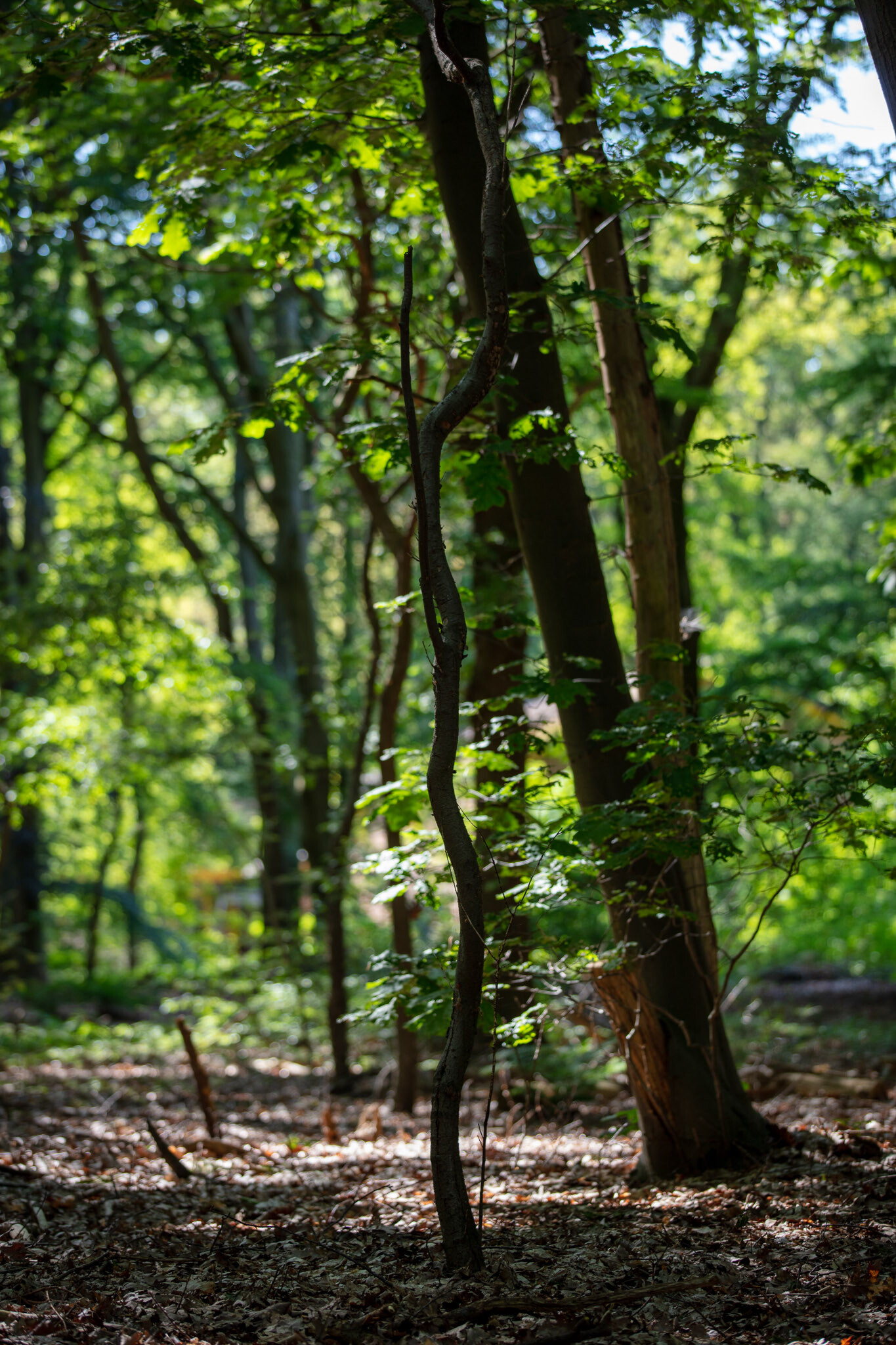 20230602170800 011069