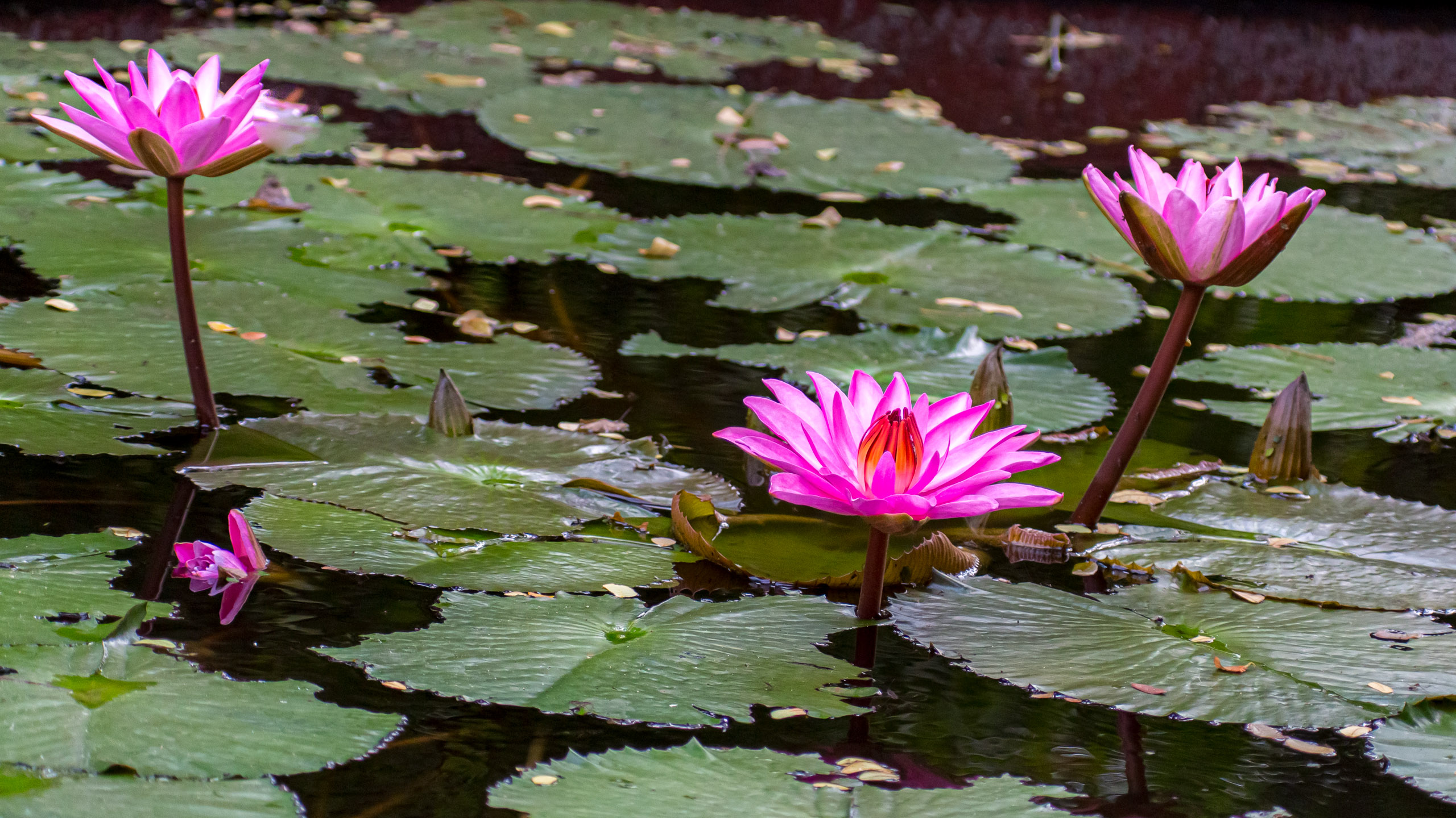 20130105084941 RD 27524