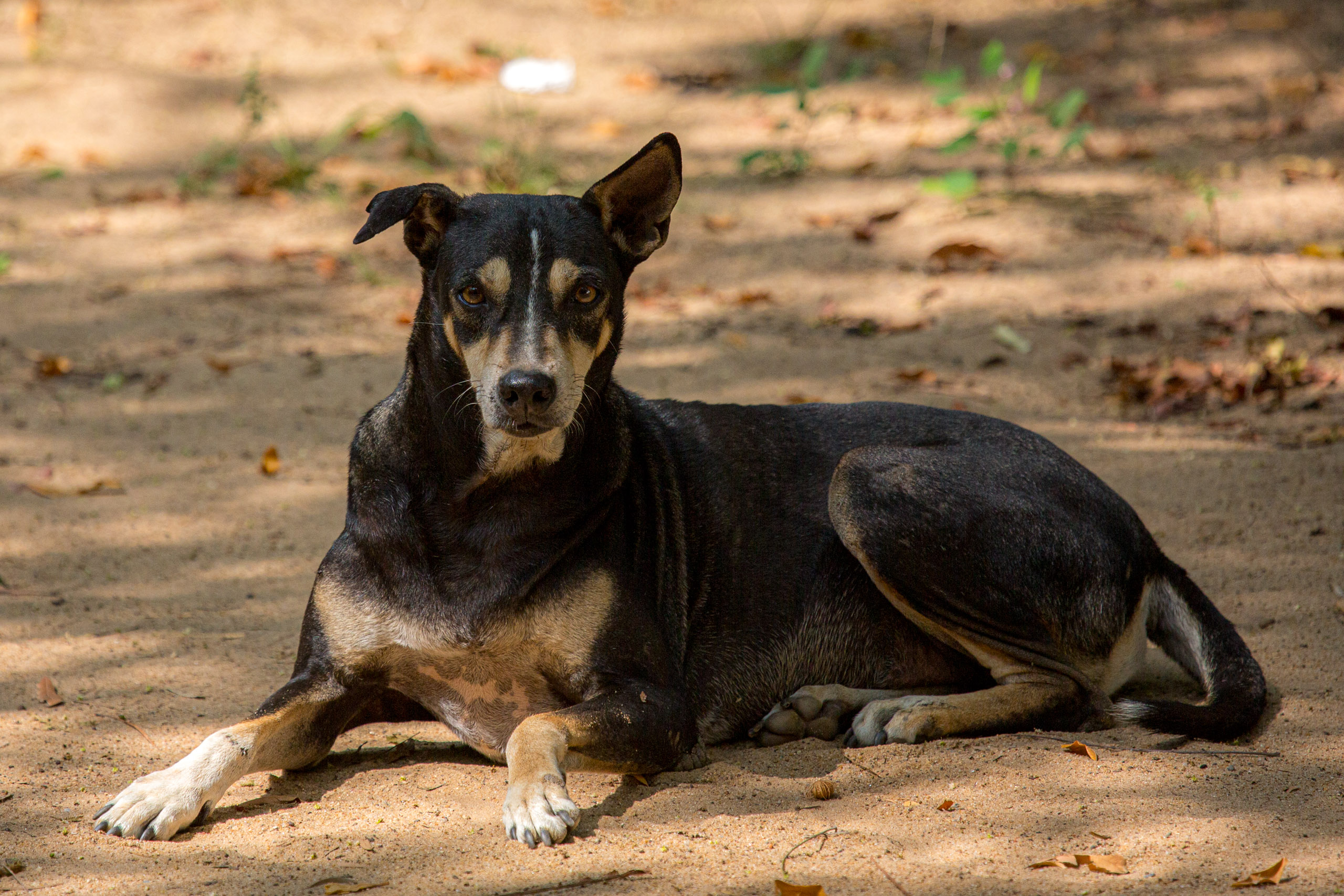 20130111113204 RD 20056