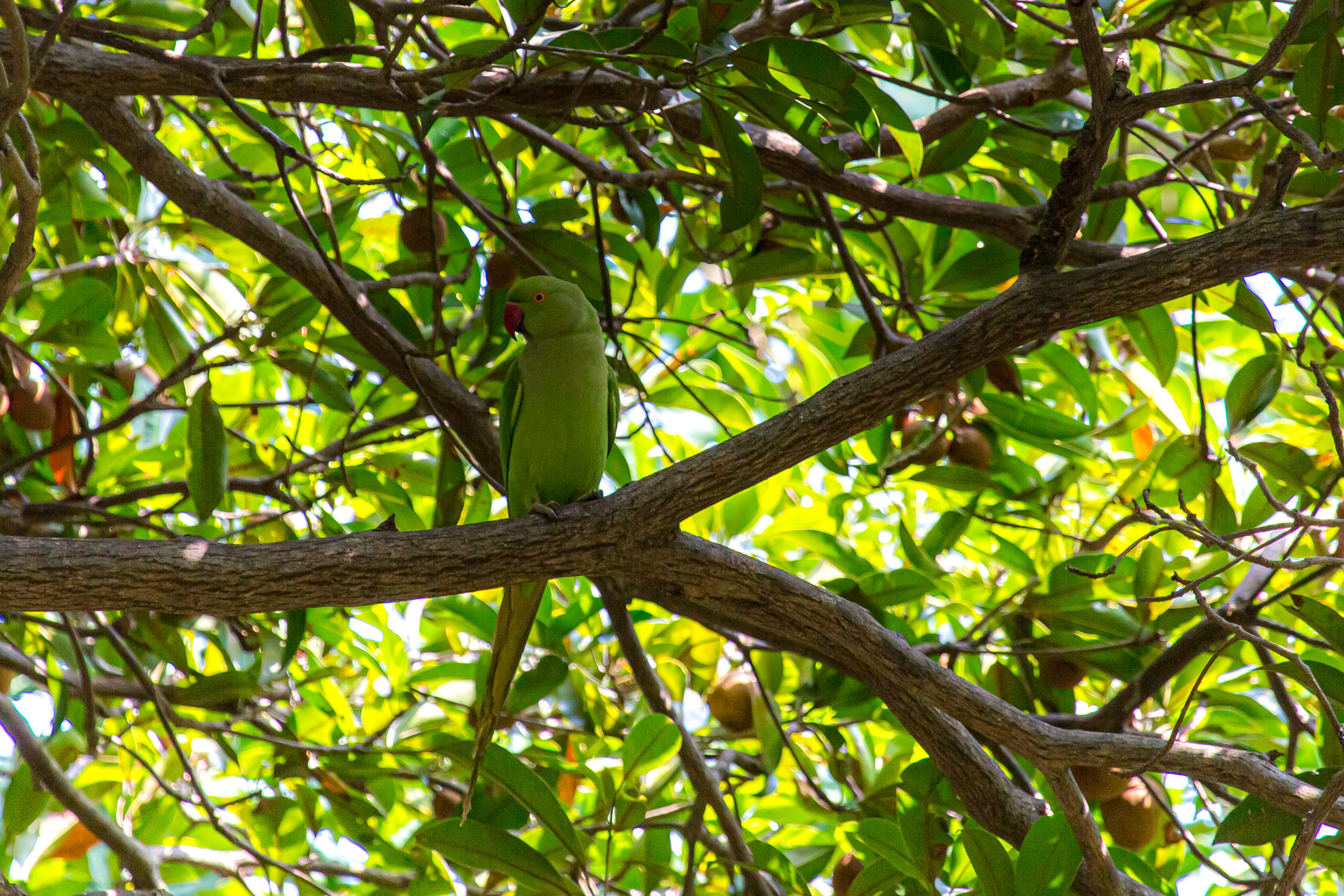 20130111124659 RD 20445