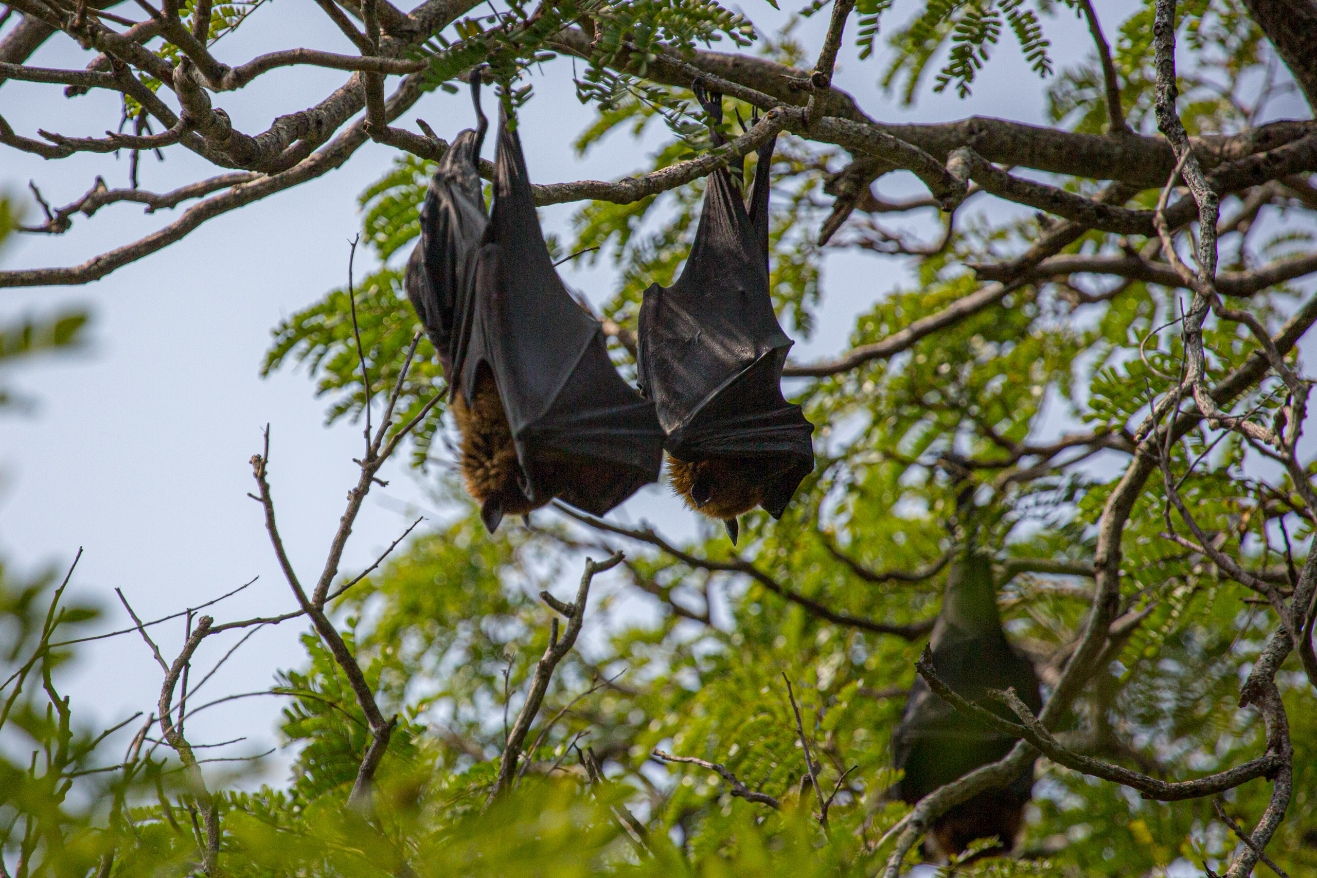 20130111125918 RD 20614