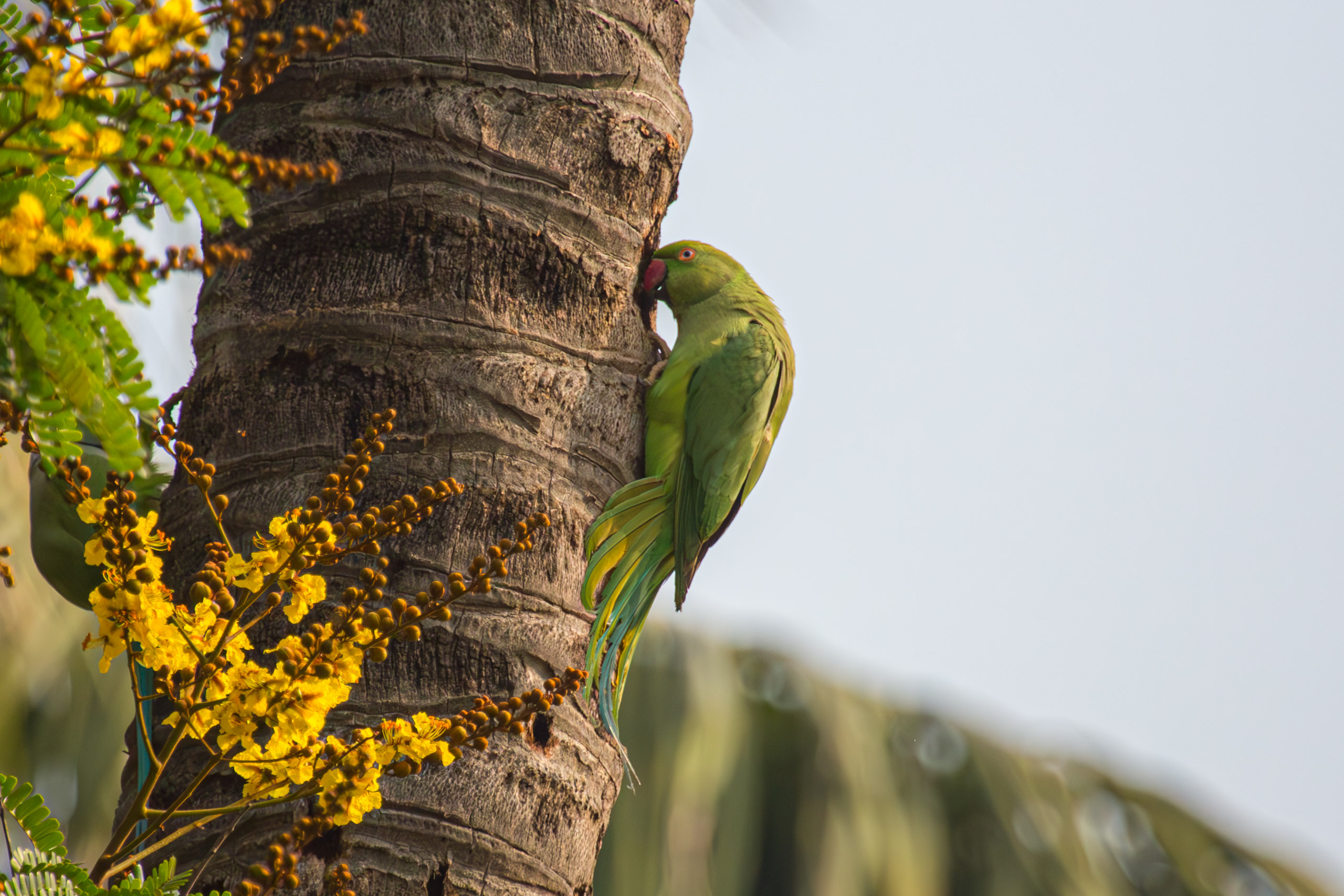 20130112082738 RD 20817 e