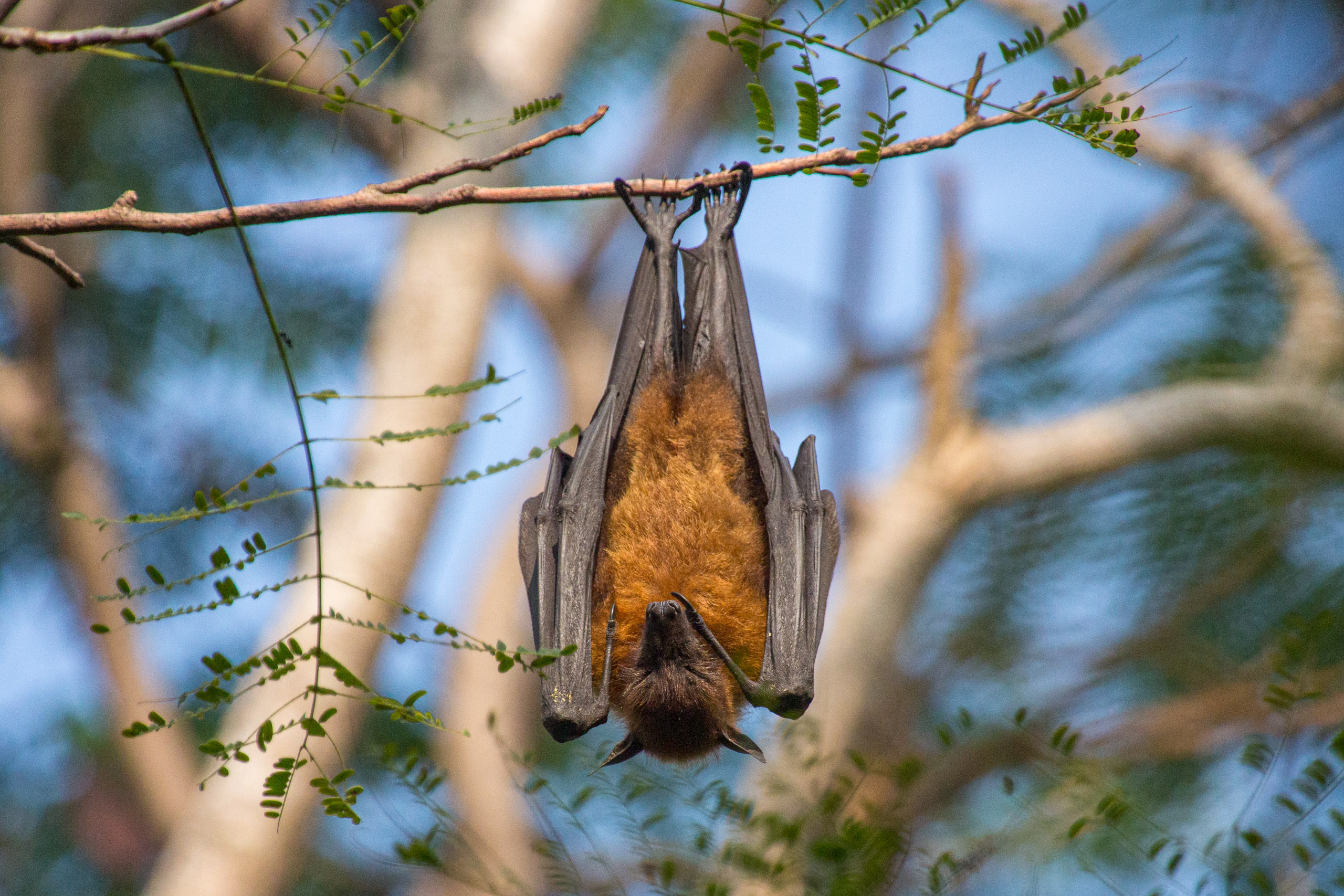 20130112084019 RD 20925