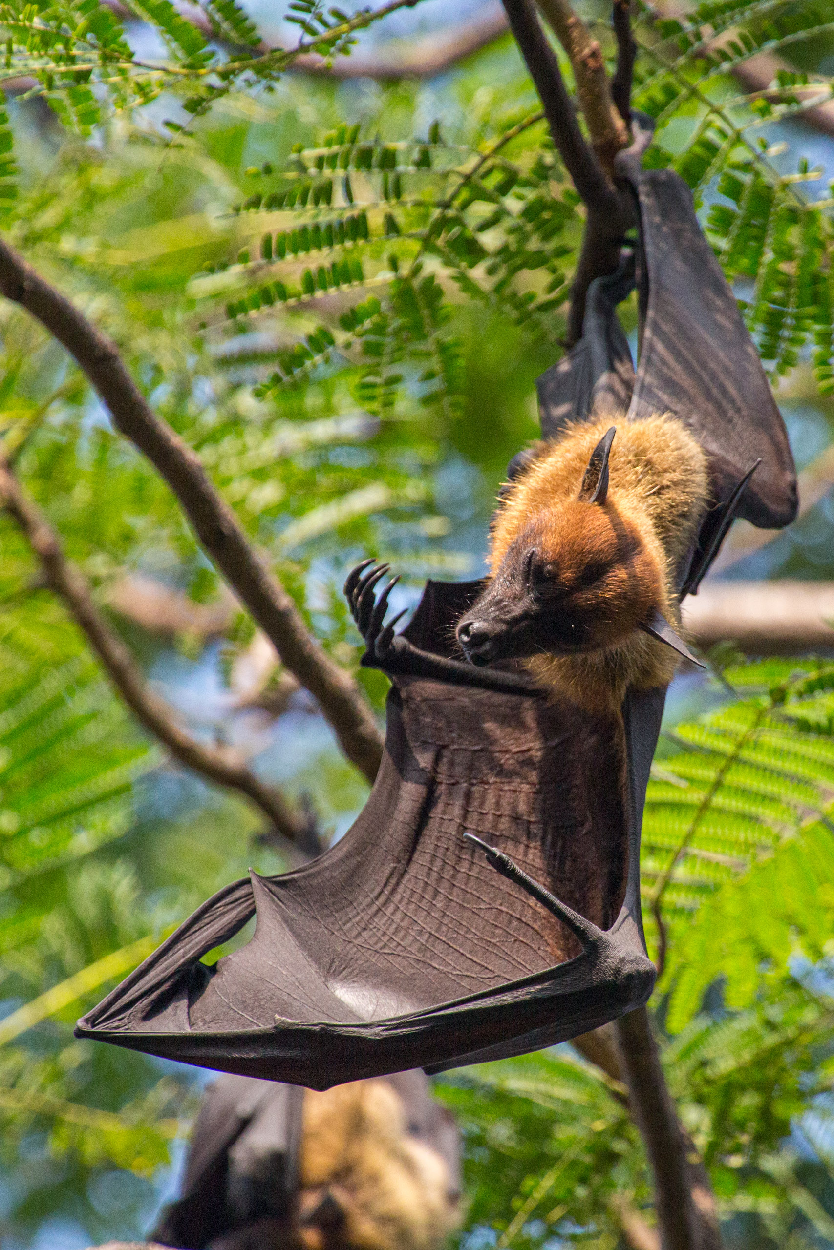 20130112084108 RD 20934