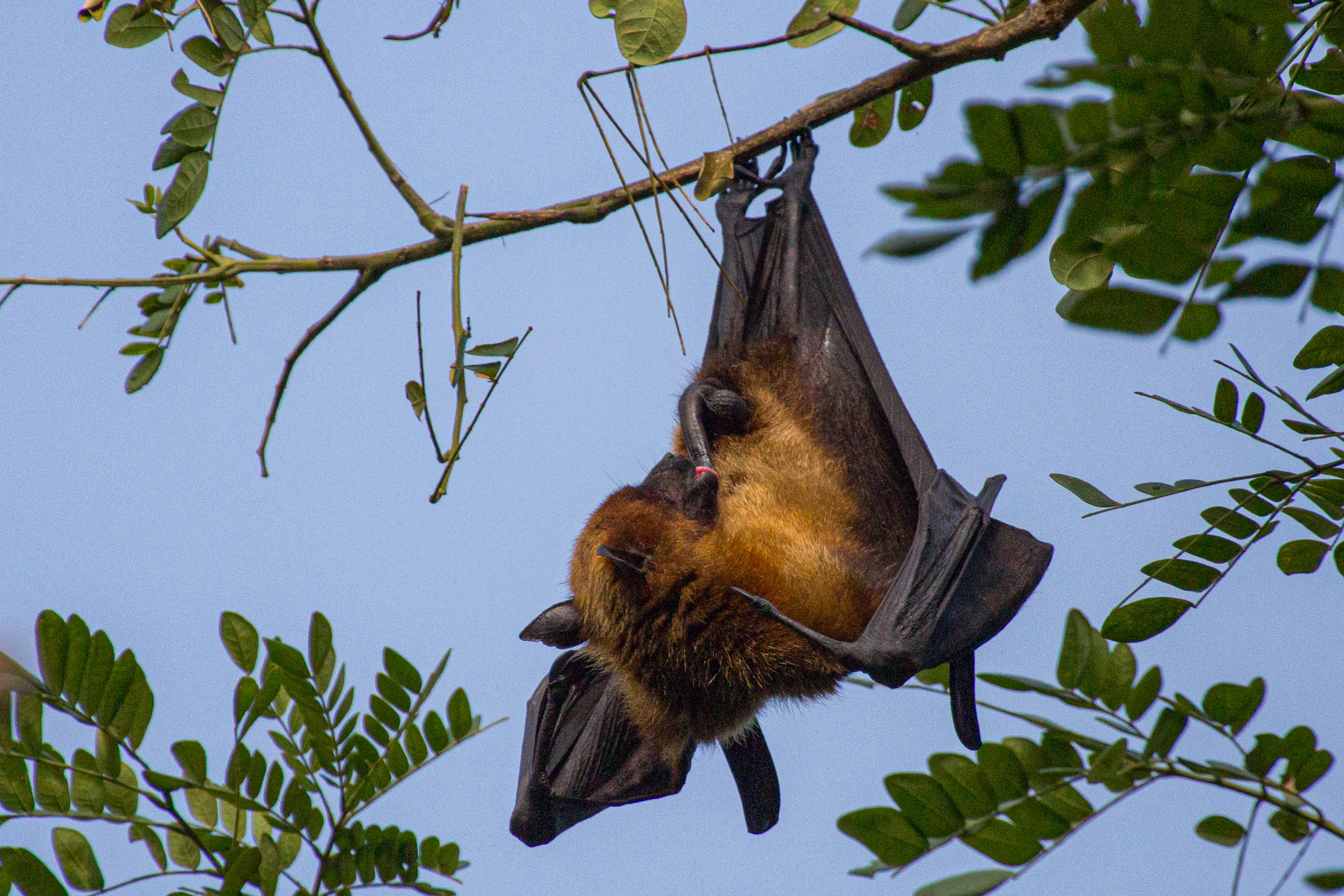 20130112084252 RD 20959