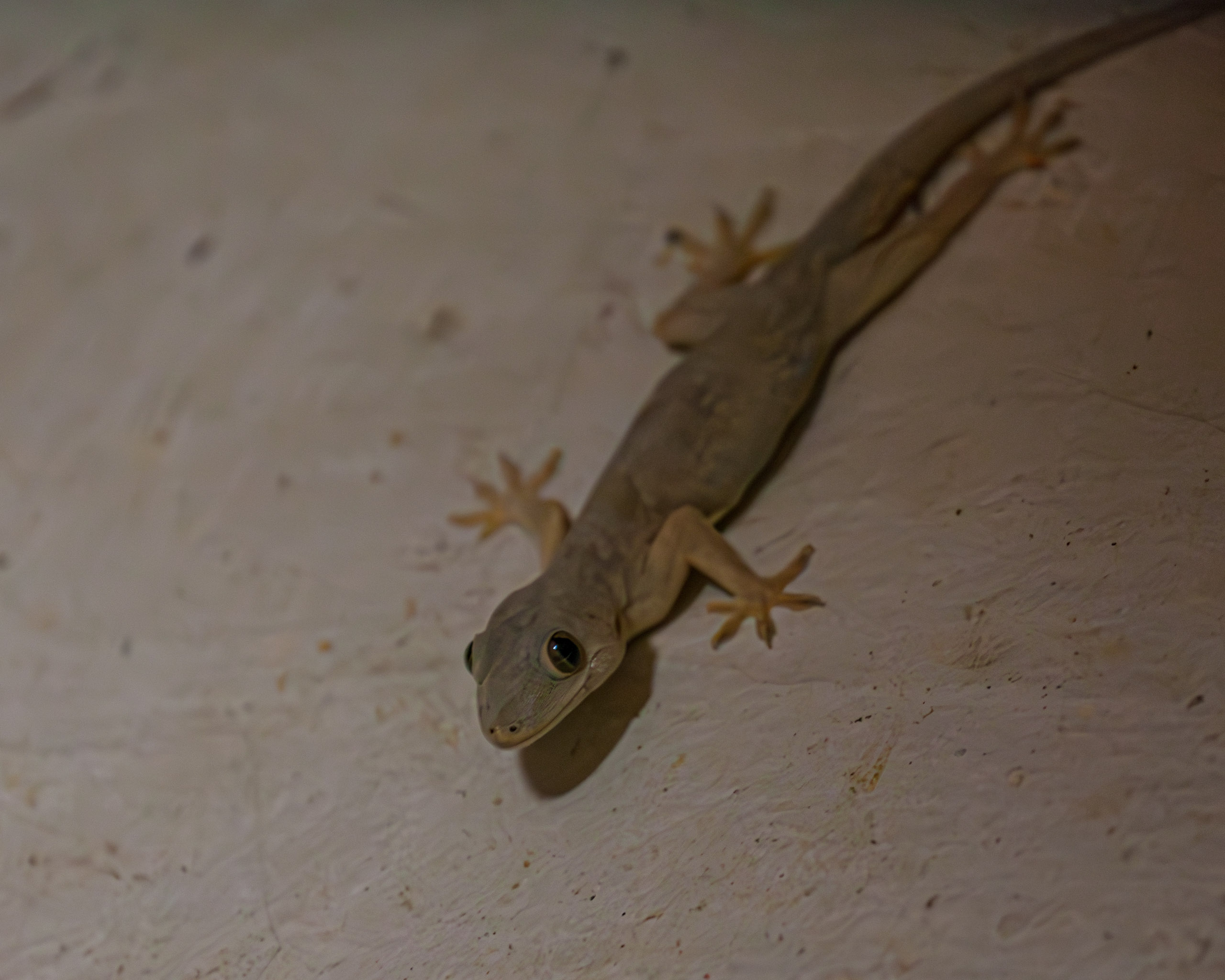 20130112214544 IMG 5234 e