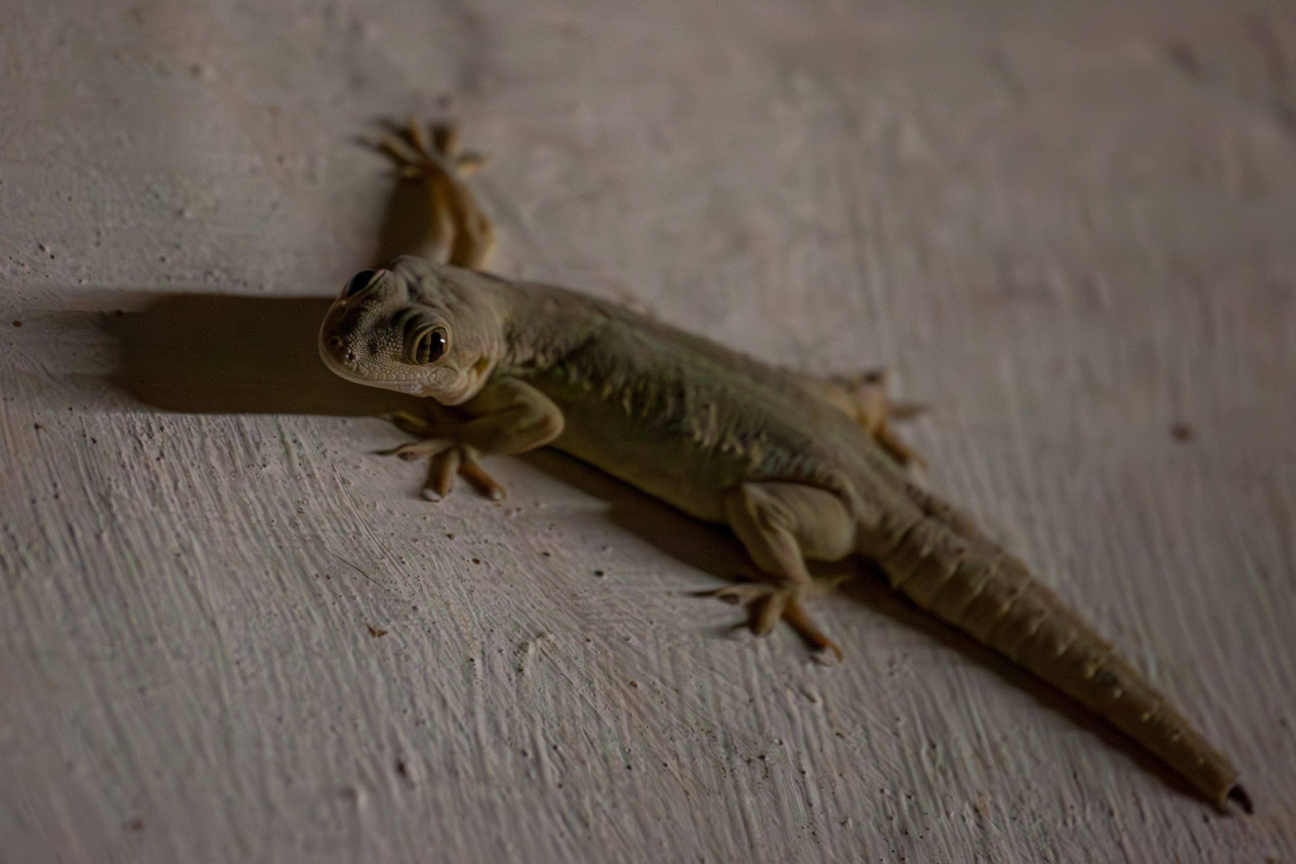 20130112214632 IMG 5244 e