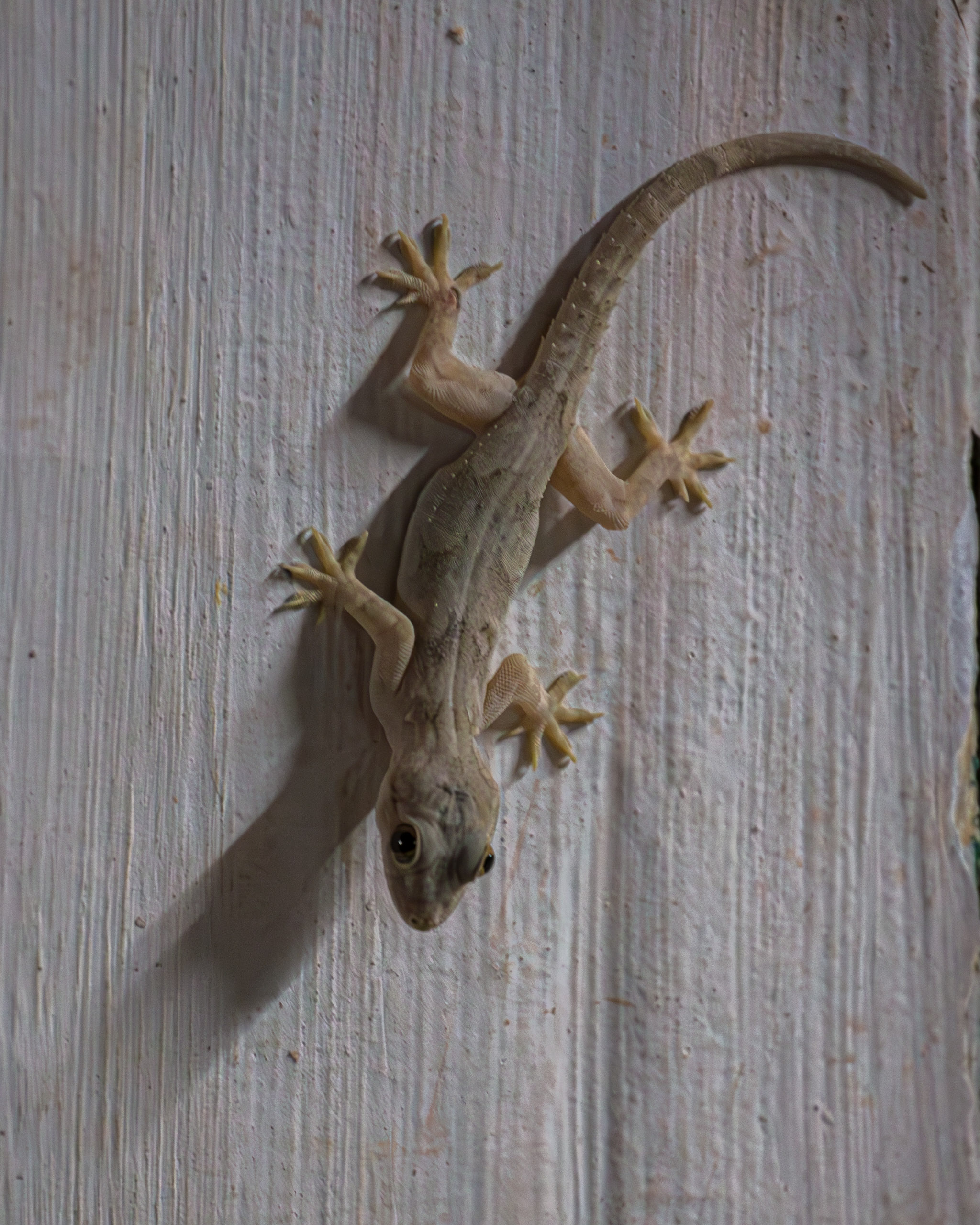 20130120204343 RD 25668 e