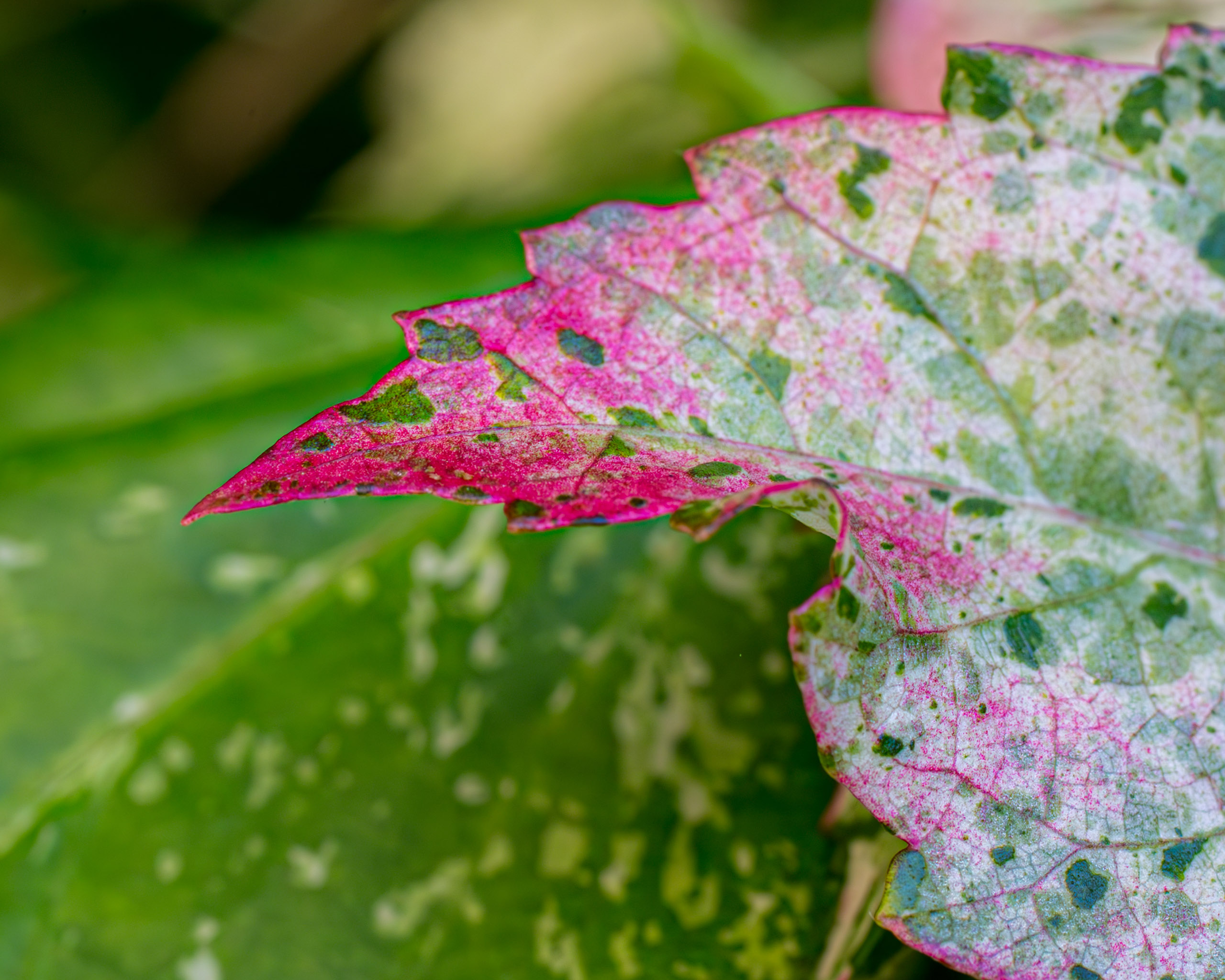 20130123110204 RD 26292 e