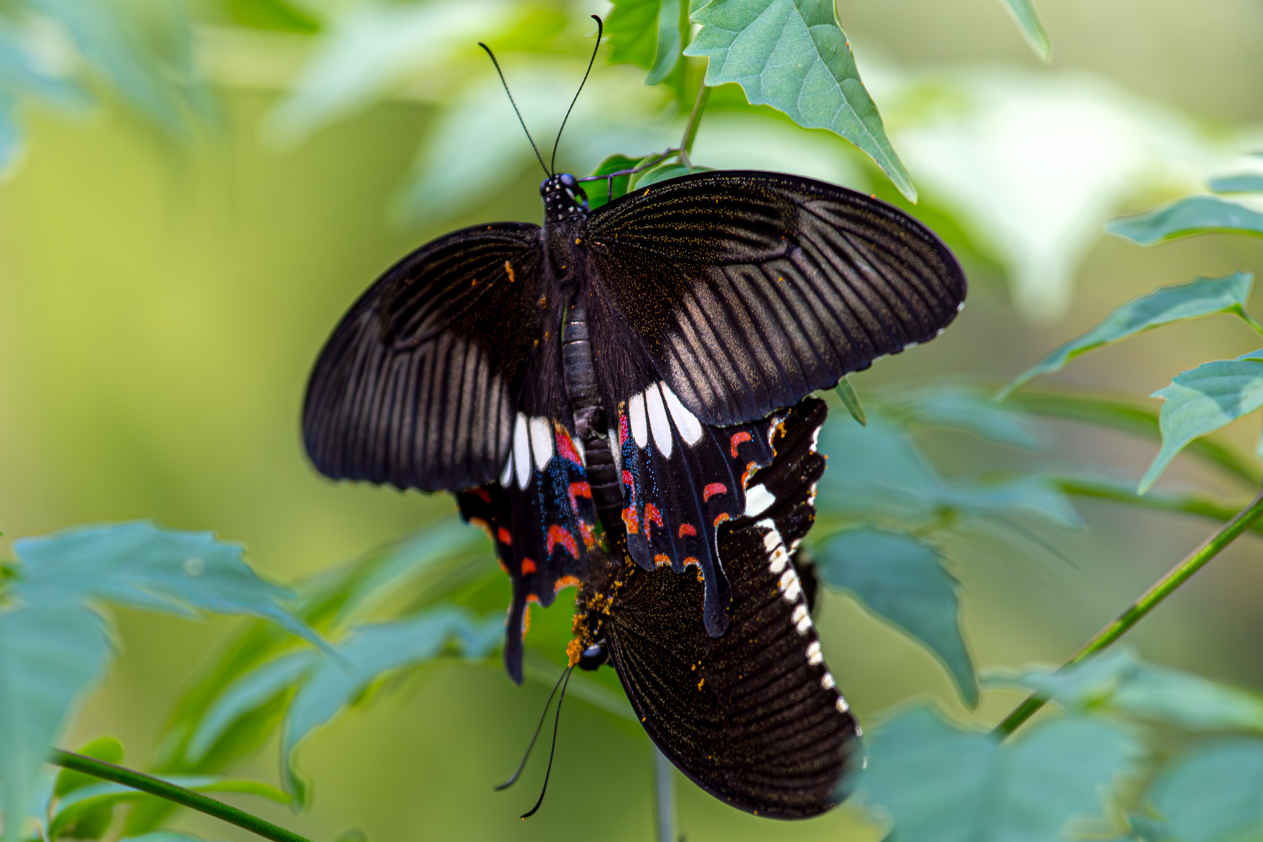 20130124111118 RD 26758 e