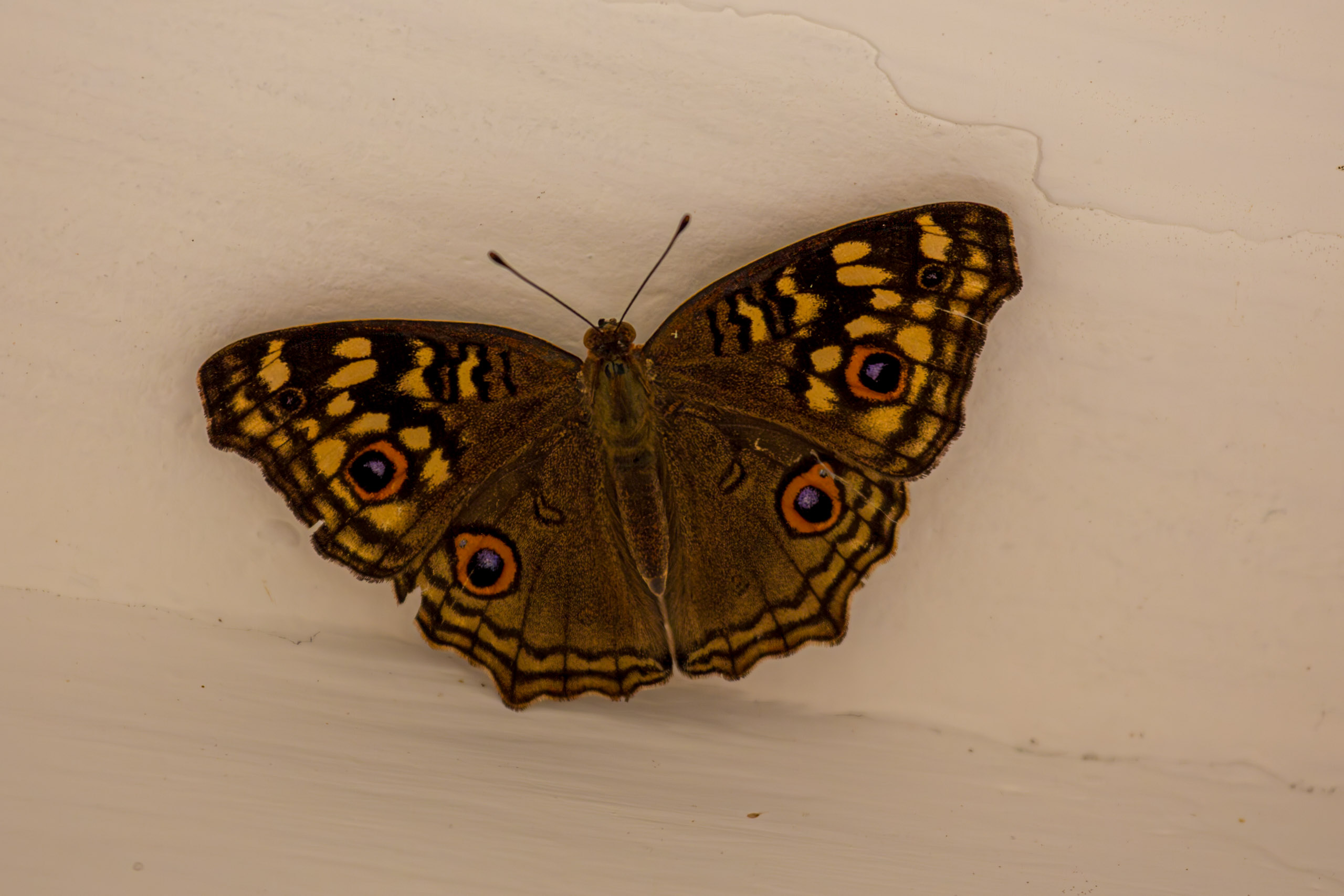 20130124153218 RD 26822 e