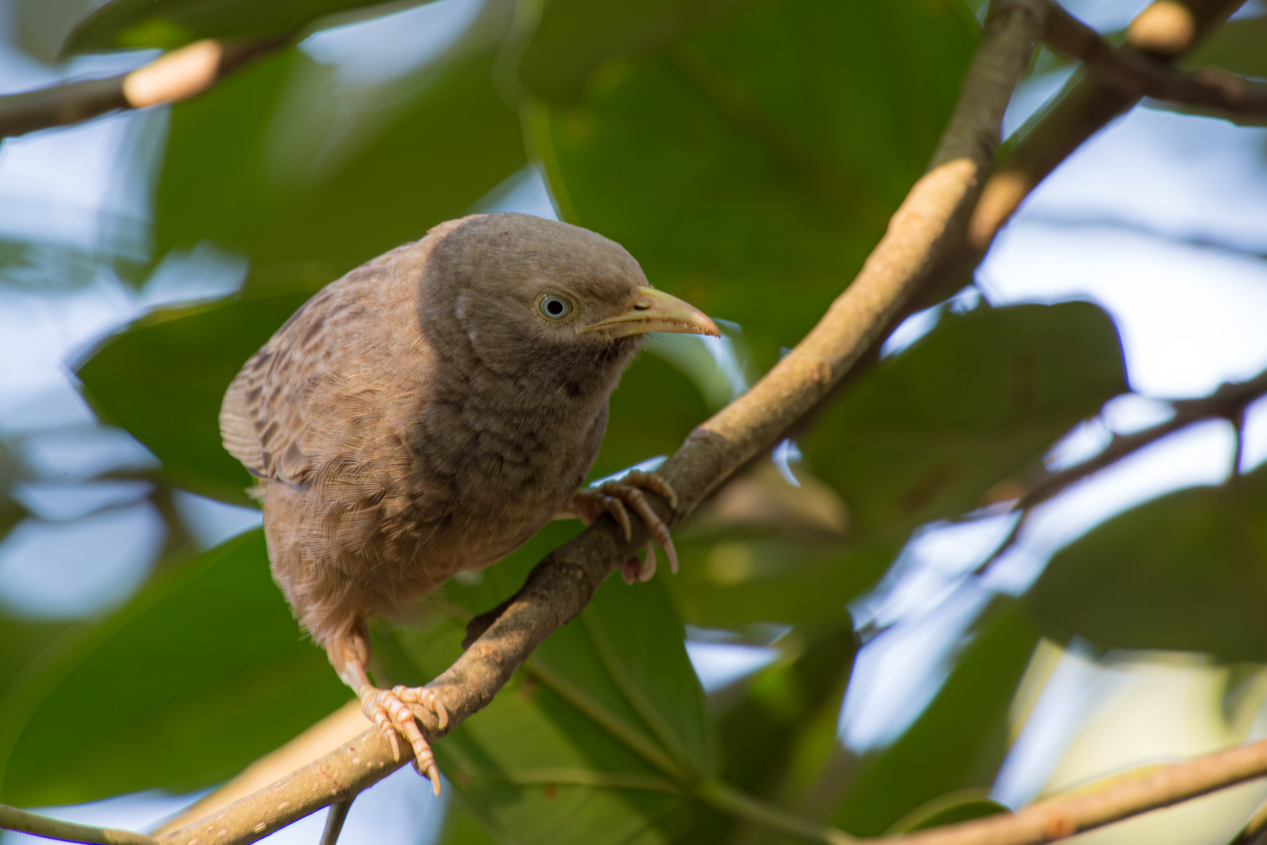 20130125082107 RD 26855 e