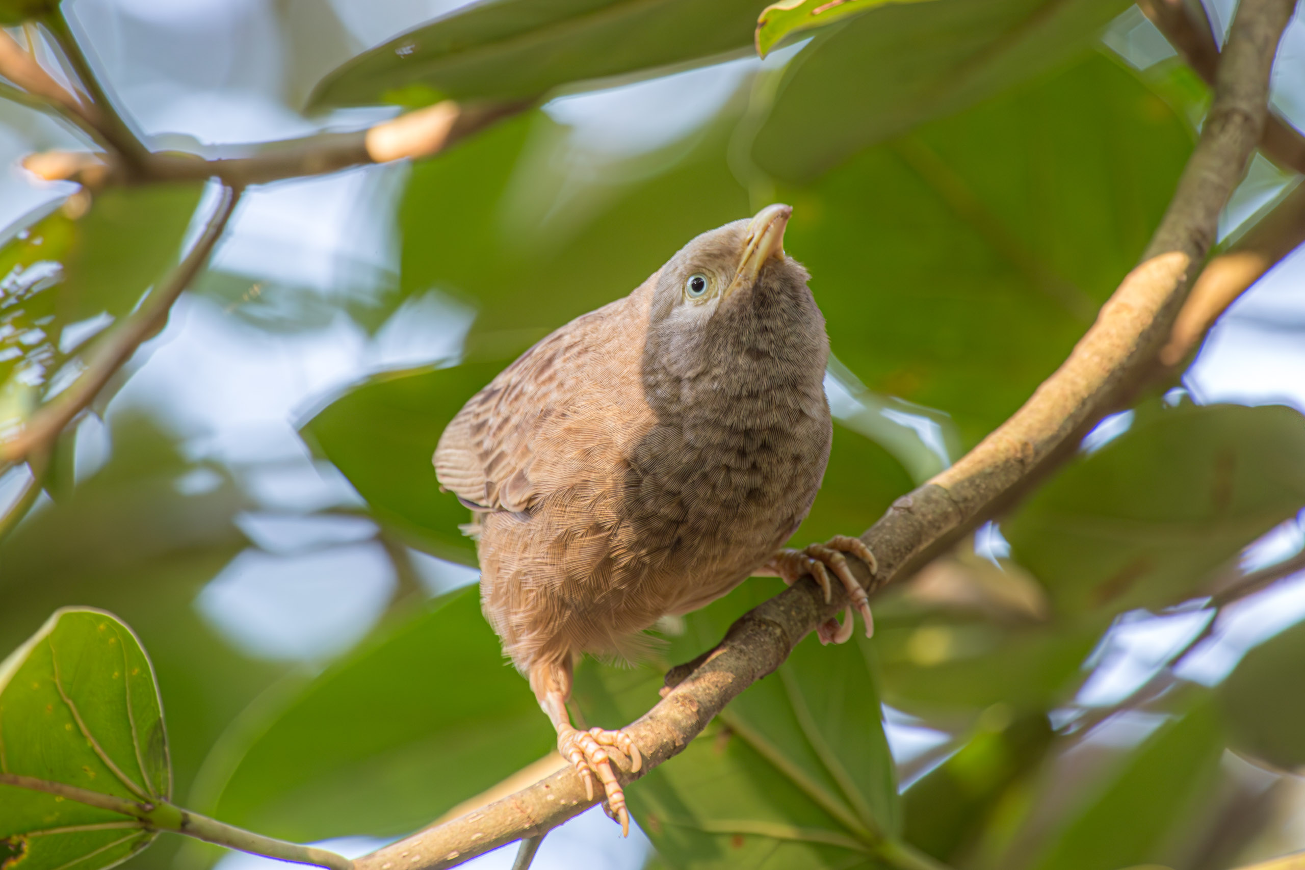 20130125082108 RD 26857 e