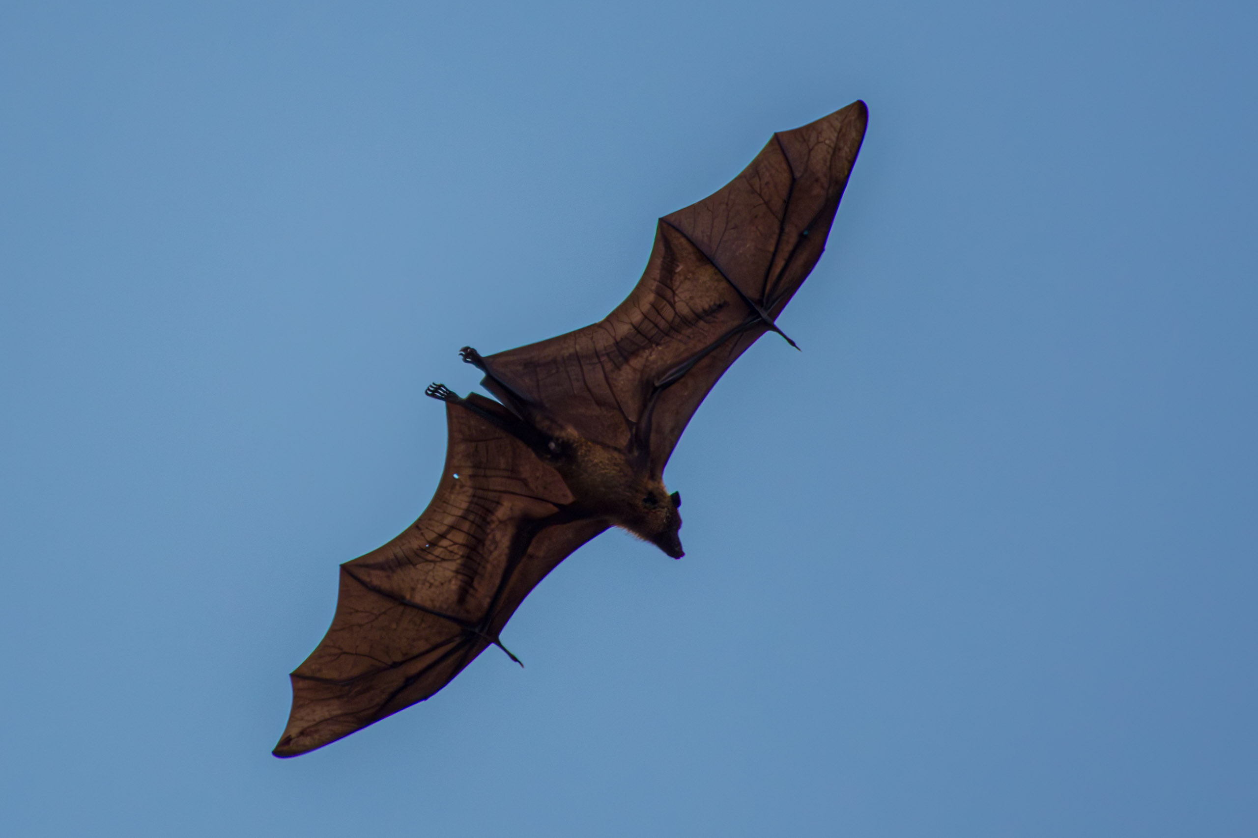 20130125152244 RD 26968 e