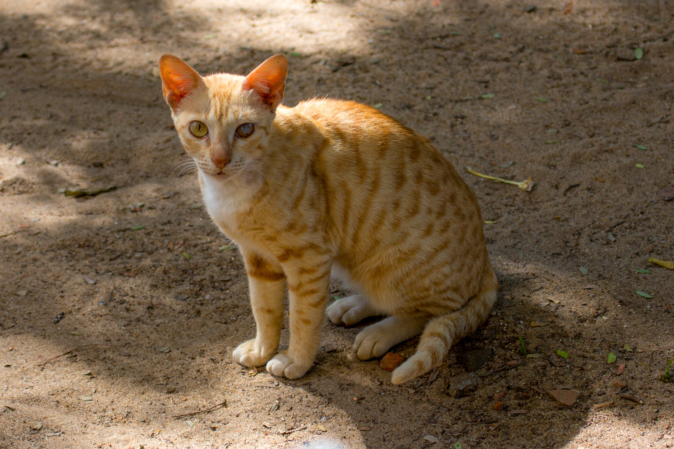 20130126145444 RD 28286