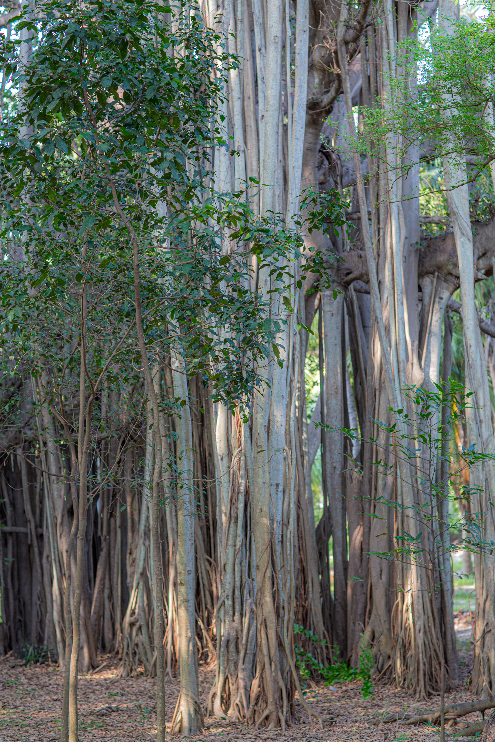 20130106092532 RD 27976